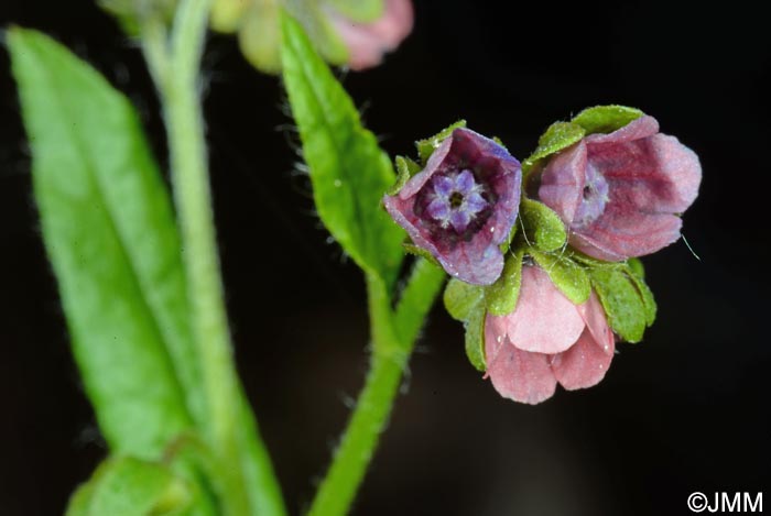 Cynoglossum germanicum