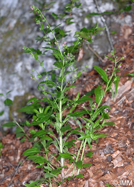 Cynoglossum germanicum