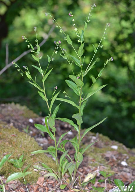 Cynoglossum germanicum