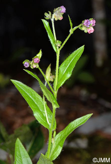 Cynoglossum germanicum