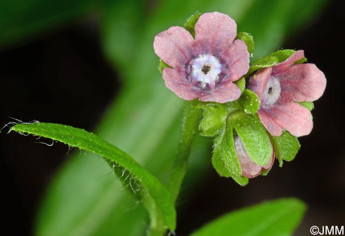 Cynoglossum germanicum