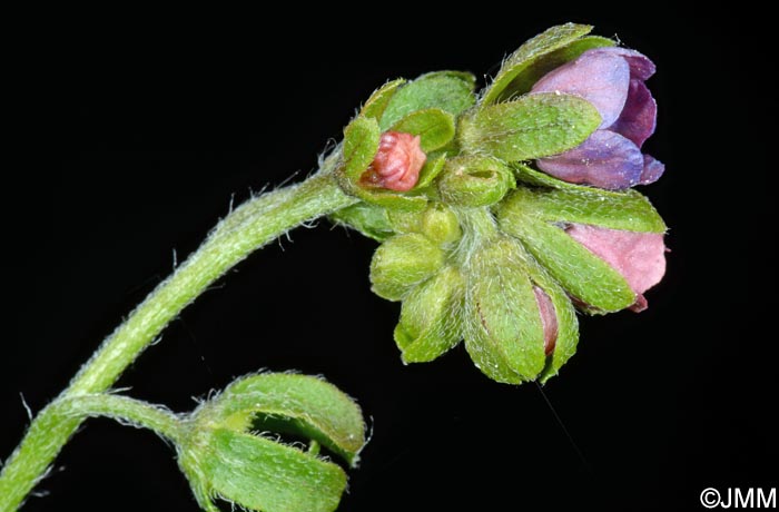 Cynoglossum germanicum