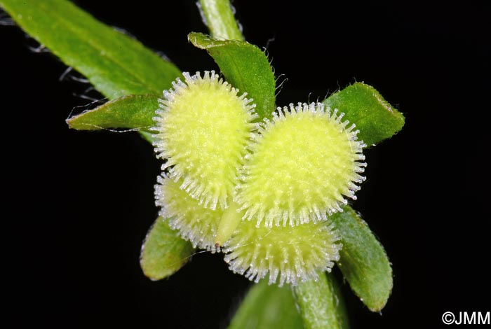 Cynoglossum germanicum