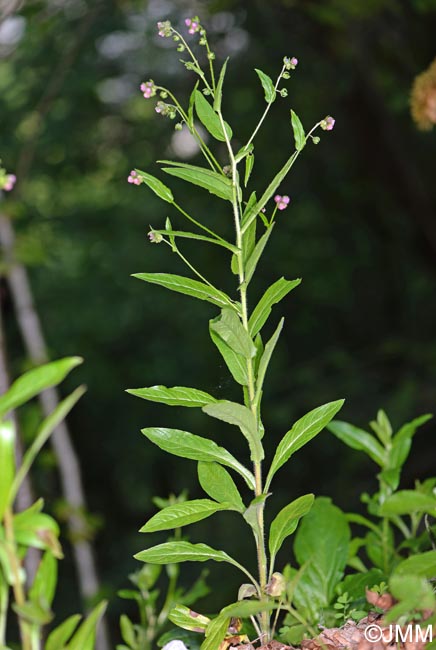 Cynoglossum germanicum