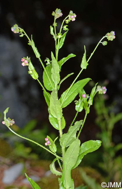 Cynoglossum germanicum