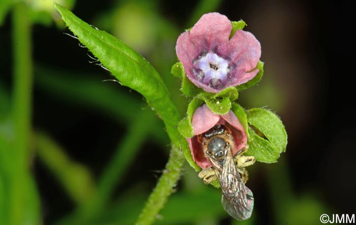 Cynoglossum germanicum