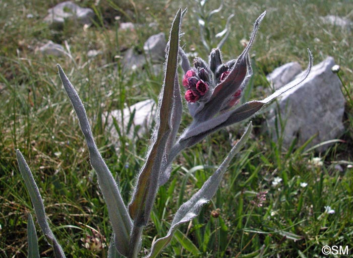 Cynoglossum magellense