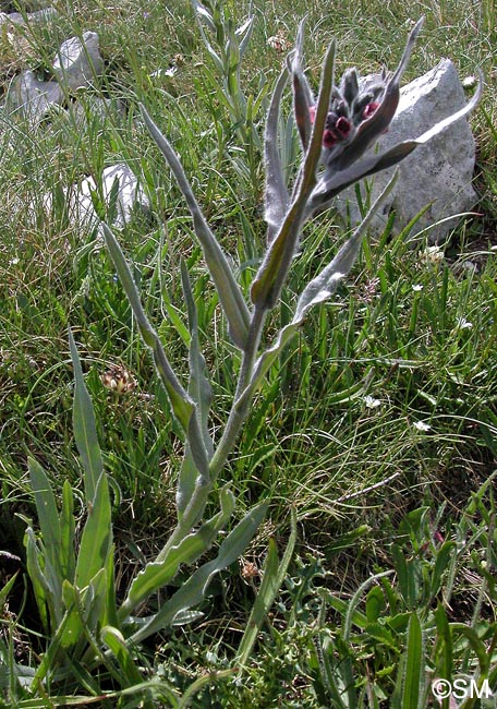 Cynoglossum magellense