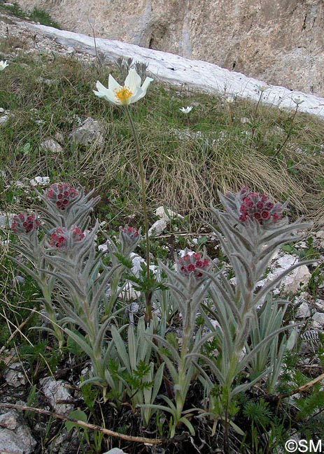 Cynoglossum magellense & Pulsatilla alpina