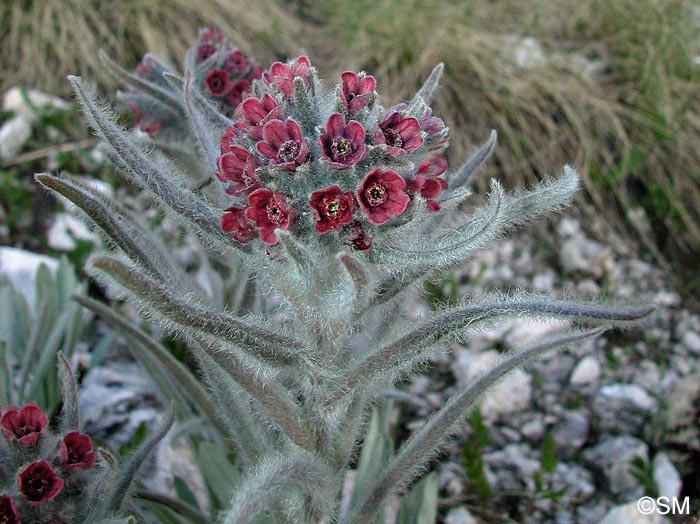 Cynoglossum magellense