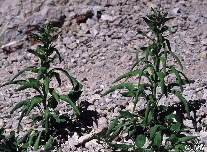 Cynoglossum officinale