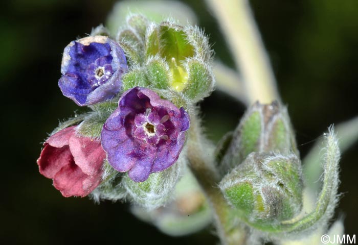 Cynoglossum officinale