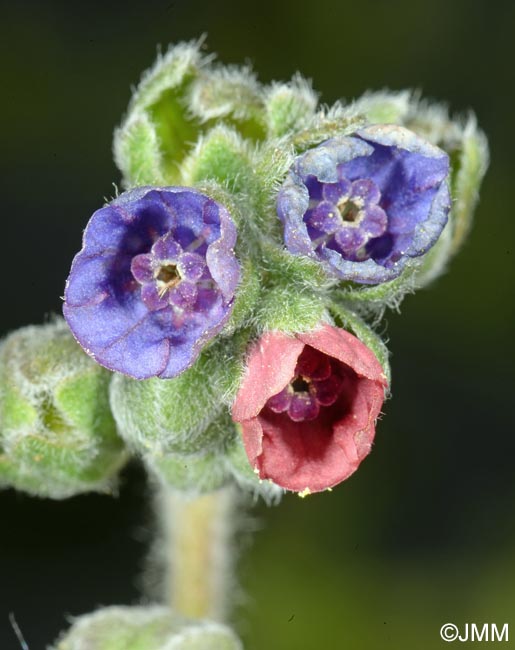 Cynoglossum officinale