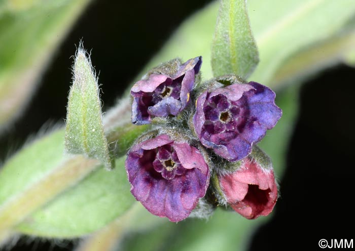 Cynoglossum officinale