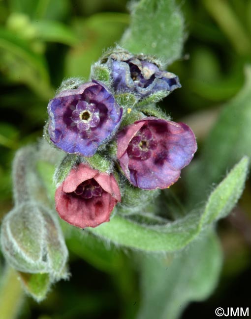 Cynoglossum officinale