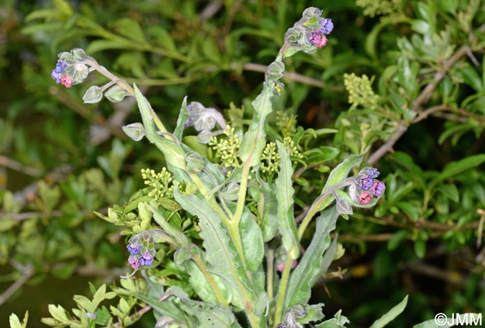 Cynoglossum officinale