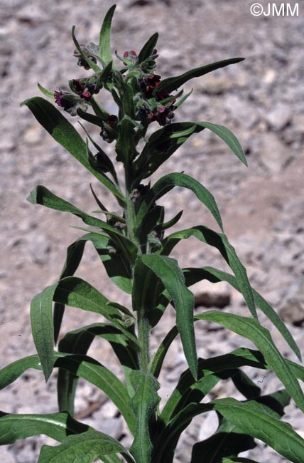 Cynoglossum officinale