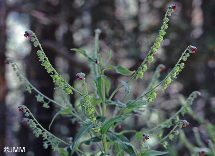 Cynoglossum officinale