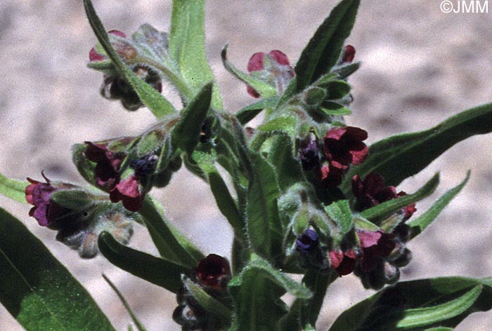 Cynoglossum officinale