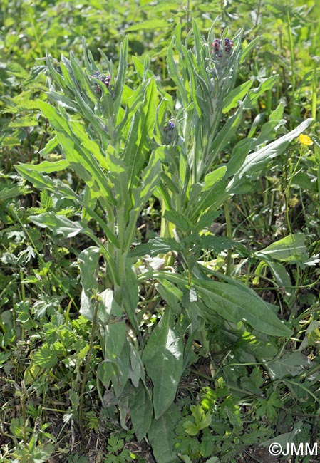 Cynoglossum officinale