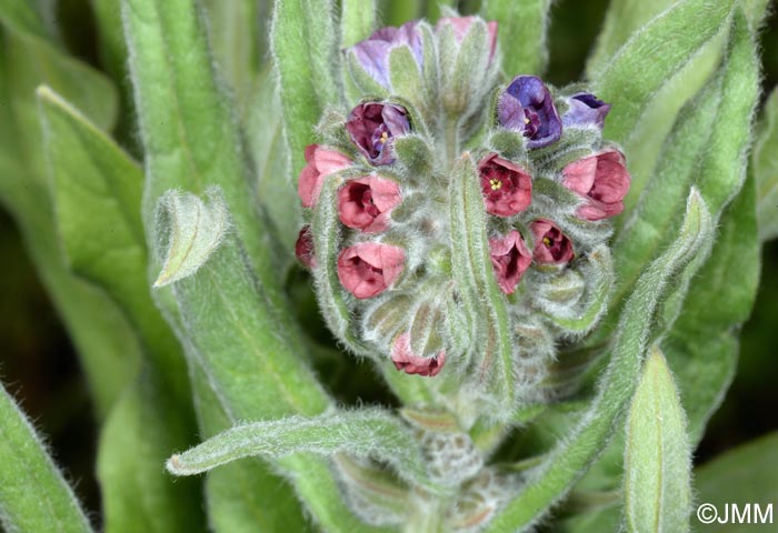 Cynoglossum officinale