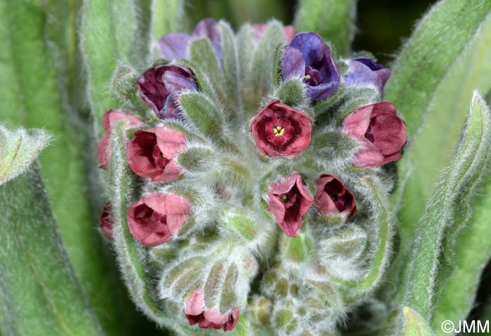 Cynoglossum officinale