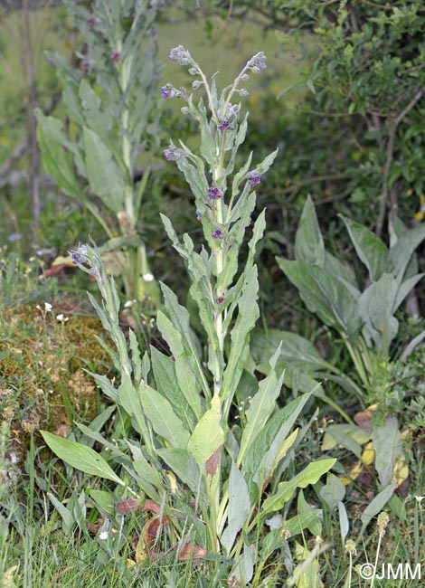 Cynoglossum officinale