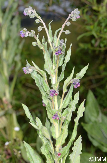 Cynoglossum officinale