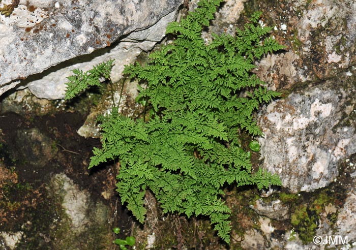 Cystopteris alpina