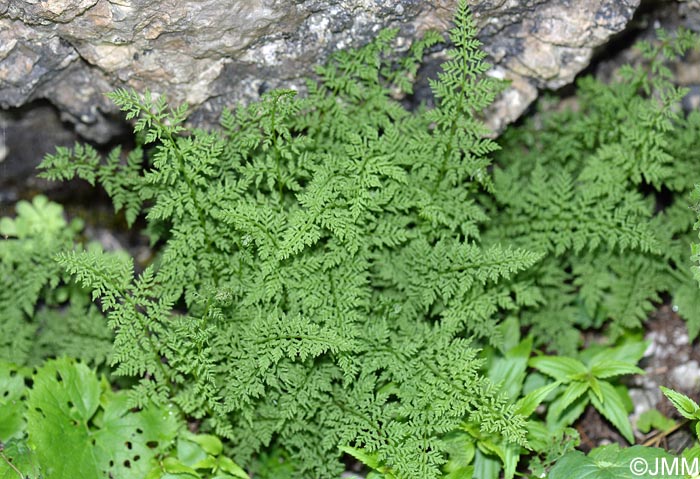 Cystopteris alpina