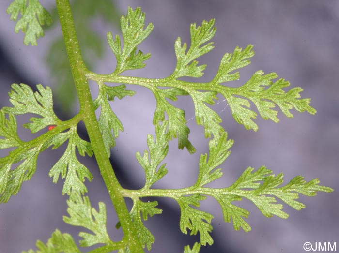 Cystopteris alpina