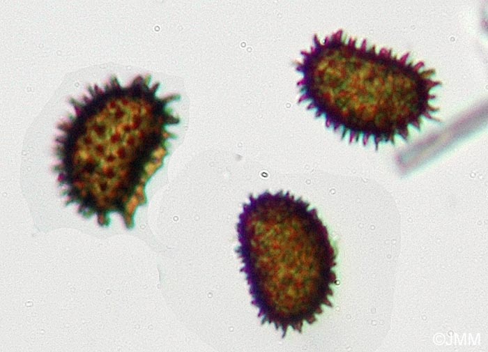 Cystopteris fragilis : spores