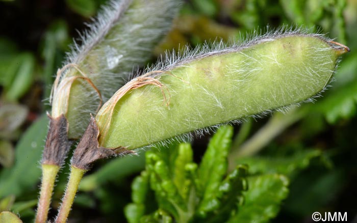 Cytisus decumbens