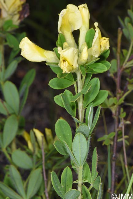 Cytisus hirsutus