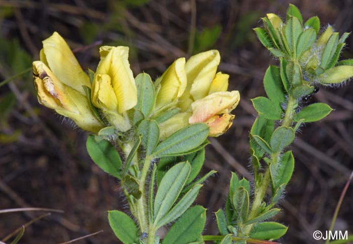 Cytisus hirsutus