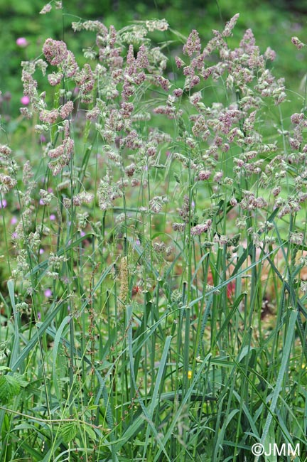 Dactylis glomerata