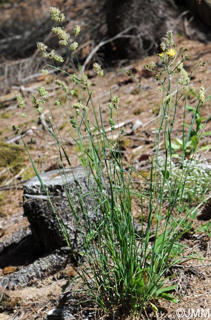 Dactylis glomerata