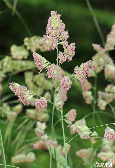 Dactylis glomerata