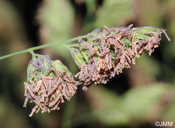 Dactylis glomerata