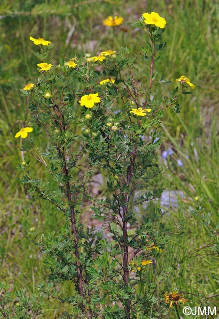 Dasiphora fruticosa = Potentilla fruticosa