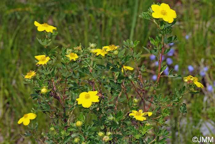 Dasiphora fruticosa = Potentilla fruticosa