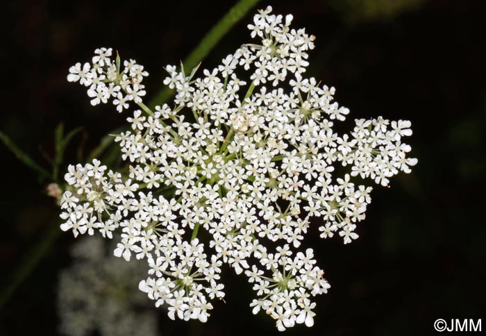 Daucus carota subsp. carota