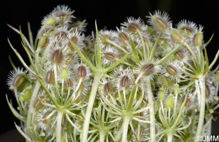 Daucus carota subsp. carota