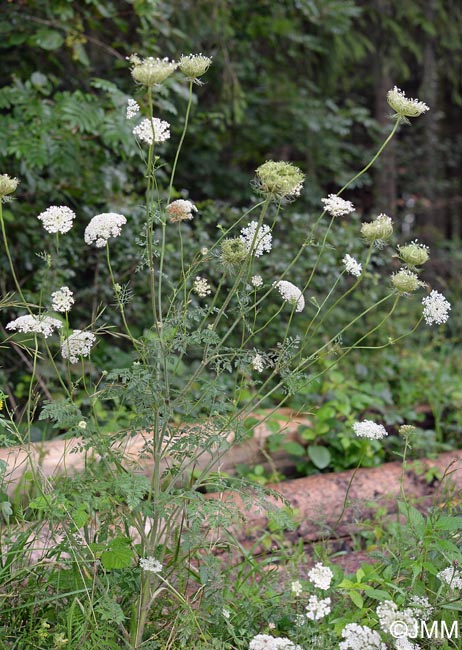 Daucus carota