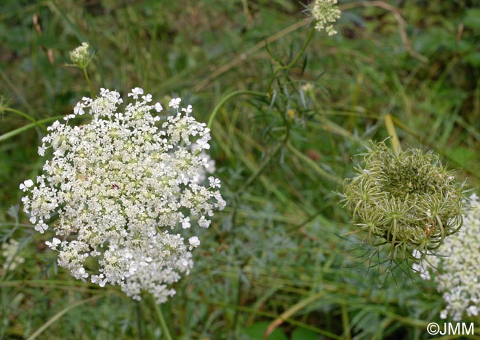 Daucus carota