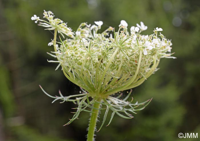 Daucus carota