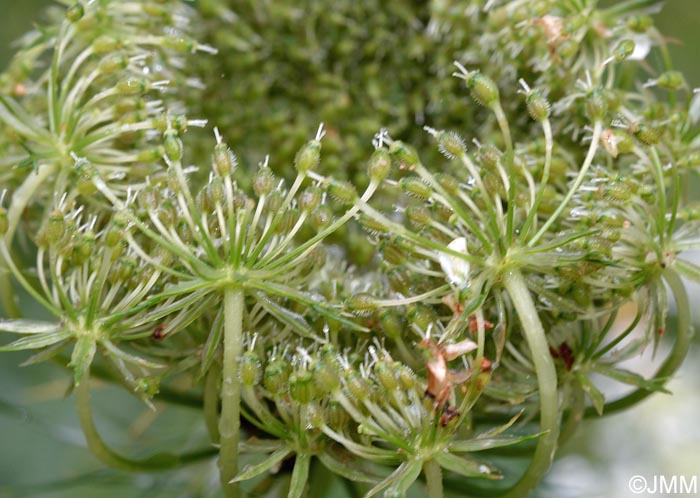 Daucus carota