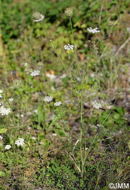 Daucus carota subsp. carota