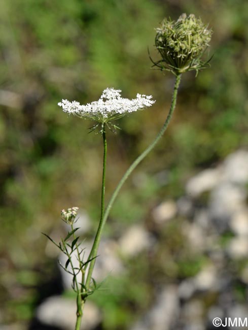 Daucus carota subsp. carota