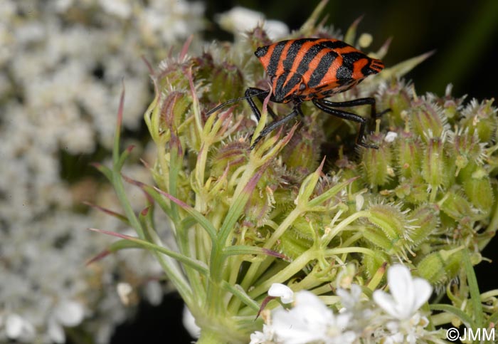 Daucus carota & Graphosoma italicum